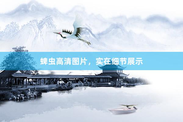 蜱虫高清图片，实在细节展示